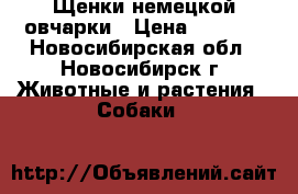 Щенки немецкой овчарки › Цена ­ 5 000 - Новосибирская обл., Новосибирск г. Животные и растения » Собаки   